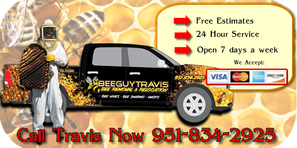 Bee Guy Travis