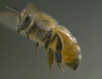 bee