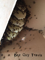 hive